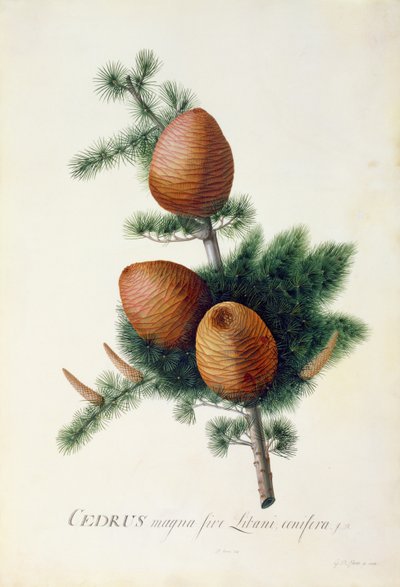 Cedrus Libani, 1744 by Georg Dionysius Ehret